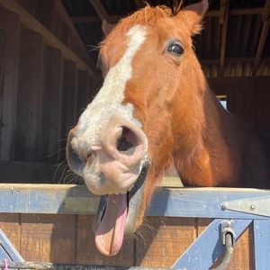 Meet your Posher, Laura